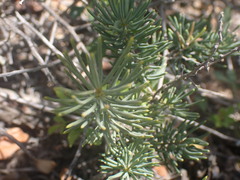 Asparagus crassicladus