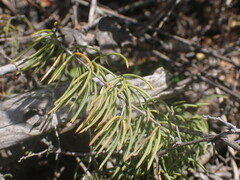 Asparagus crassicladus