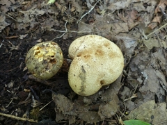 Pseudoboletus parasiticus