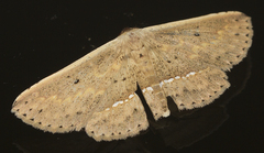 Arasada pyraliformis