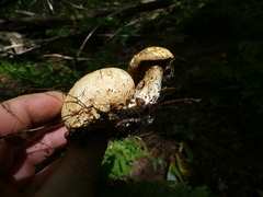 Pseudoboletus parasiticus