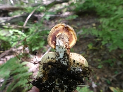 Pseudoboletus parasiticus