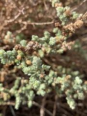 Atriplex glauca