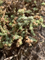 Atriplex glauca