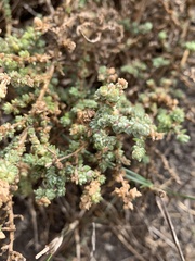 Atriplex glauca