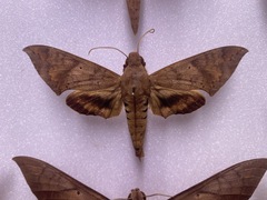 Pachylioides resumens