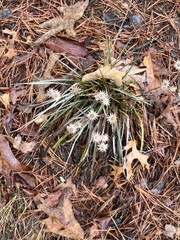 Ionactis linariifolia