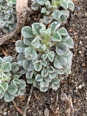 Medicago marina