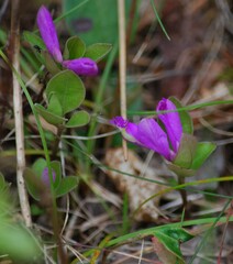 Polygaloides paucifolia