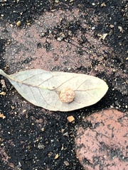 Belonocnema treatae