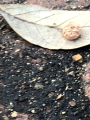 Belonocnema treatae