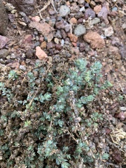 Atriplex glauca