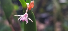 Scaphyglottis