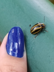 Endocephalus lineatus