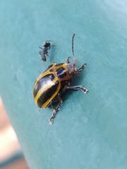 Endocephalus lineatus