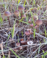 Mycena sanguinolenta