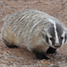 American Badger - Photo (c) Jerry Oldenettel, some rights reserved (CC BY-NC-SA)