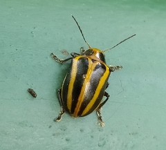 Endocephalus lineatus