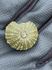 Psammechinus miliaris