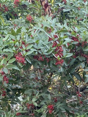 Schinus terebinthifolia