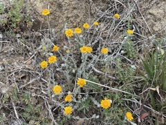 Eriophyllum
