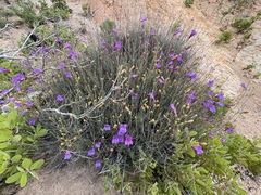 Penstemon heterophyllus