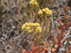Crassula cultrata