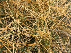 Cuscuta californica