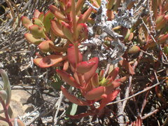 Crassula cultrata