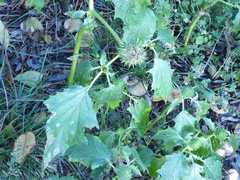 Datura stramonium