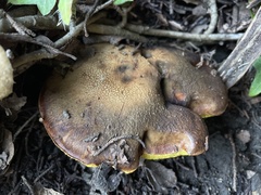 Aureoboletus citriniporus