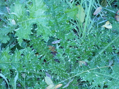 Carduus pycnocephalus