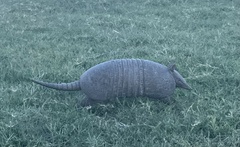 Dasypus septemcinctus