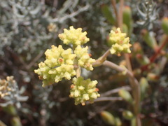 Crassula rogersii