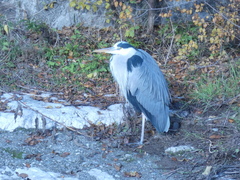 Ardea cinerea
