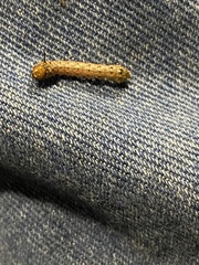 Anisota virginiensis