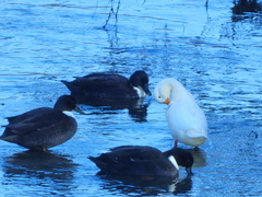 Anas platyrhynchos domesticus