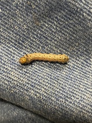 Anisota virginiensis