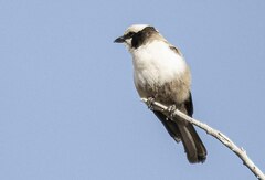 Eurocephalus anguitimens