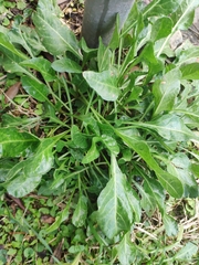 Beta vulgaris