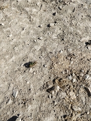 Cicindela