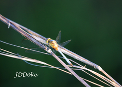 Erythrodiplax pallida