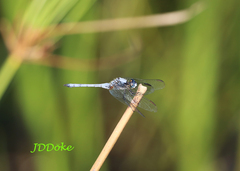 Erythrodiplax pallida