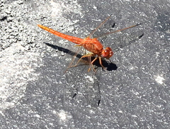 Crocothemis sanguinolenta