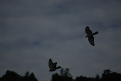 Accipiter melanoleucus