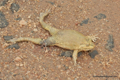 Hoplobatrachus crassus