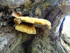 Inonotus cuticularis