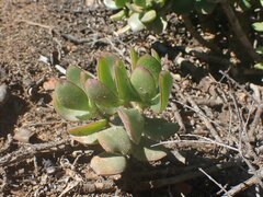 Crassula ovata