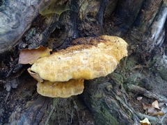 Inonotus cuticularis