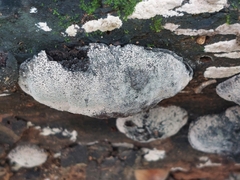 Daldinia concentrica